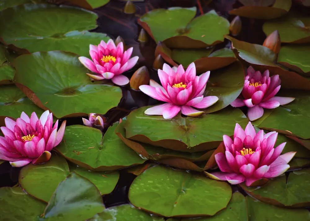 nanital places to visit 