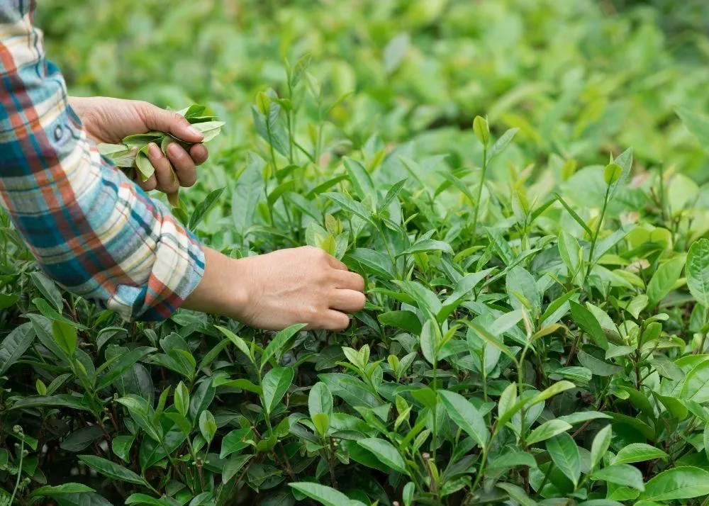 hill stations to visit 