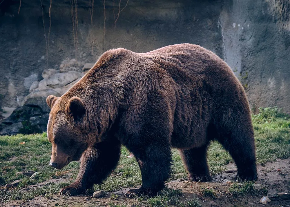 Himalayan Zoological Park