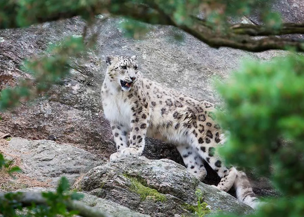 Dachigam Wildlife Sanctuaries