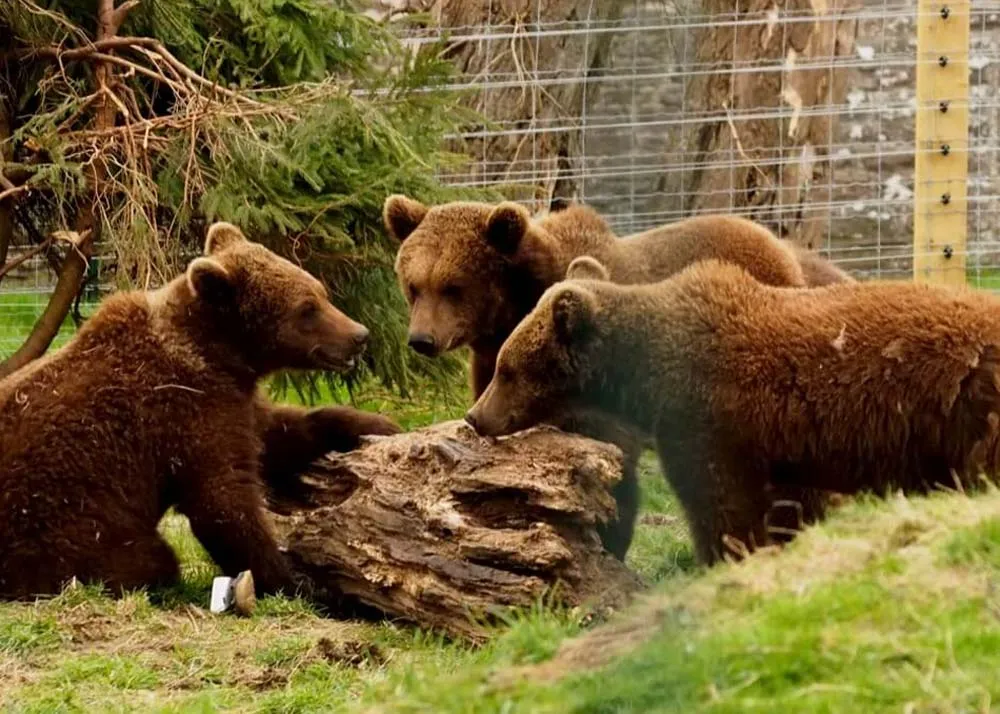 Dundee Wildlife Center