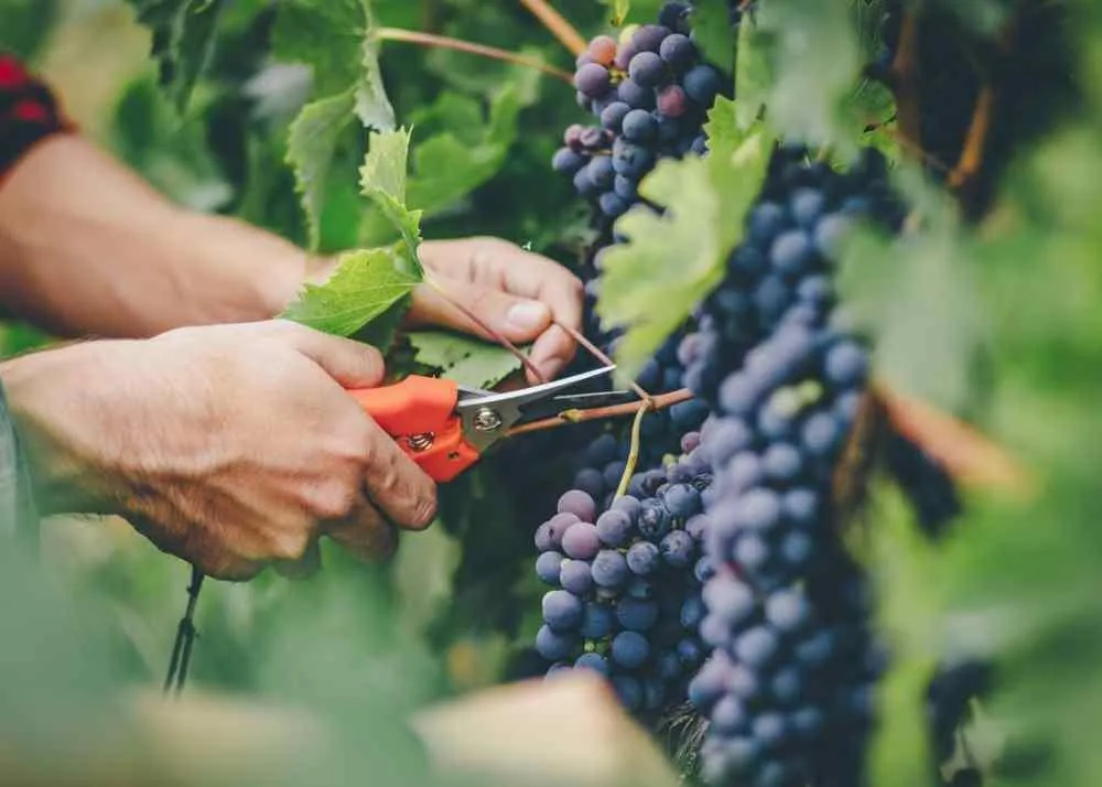 black grapes benefits