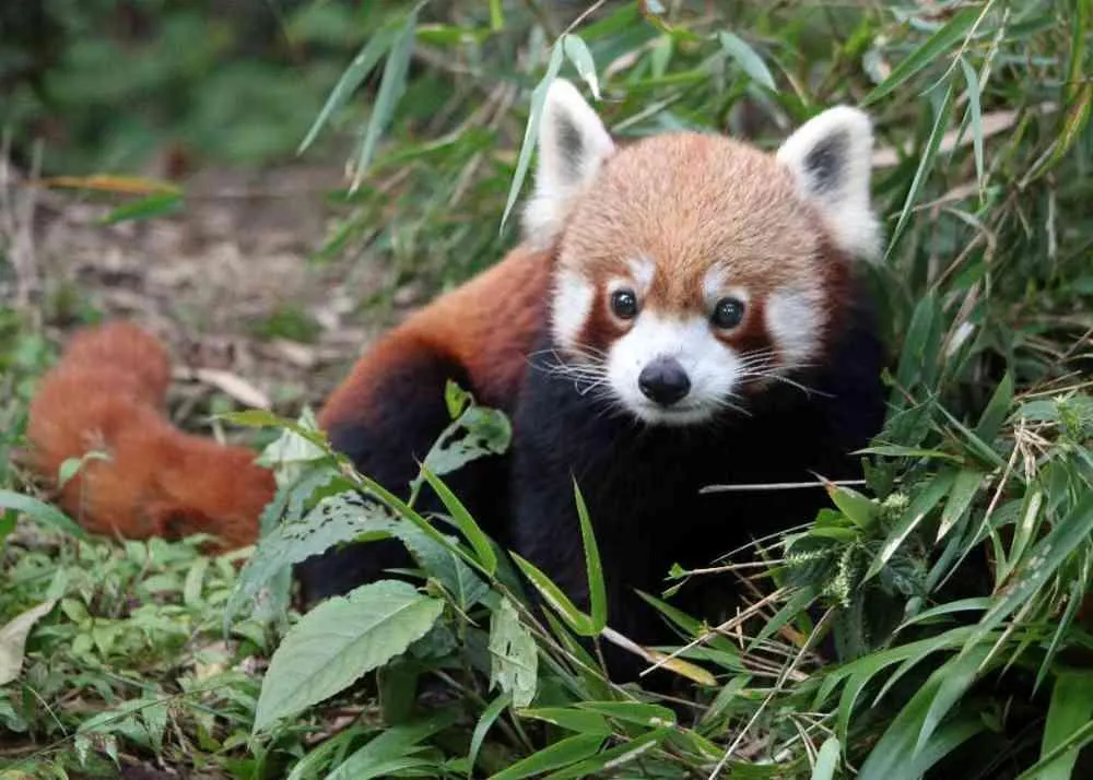 unesco sites in india