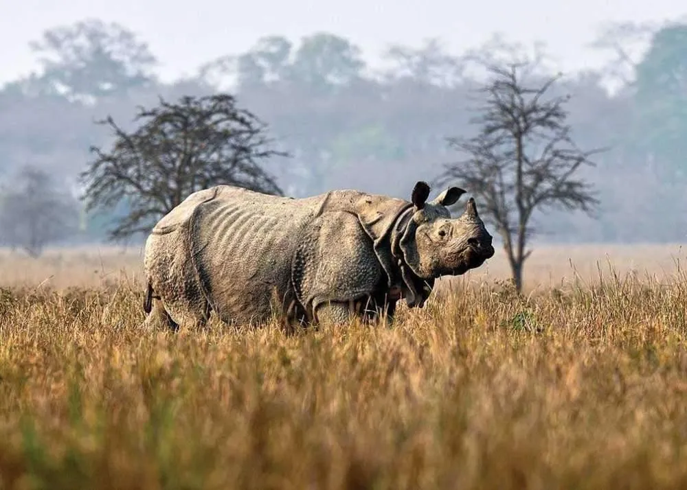 Kaziranga National Park