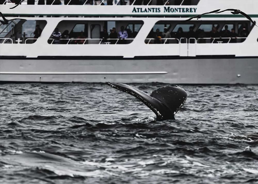 Whale Watching Santa Cruz