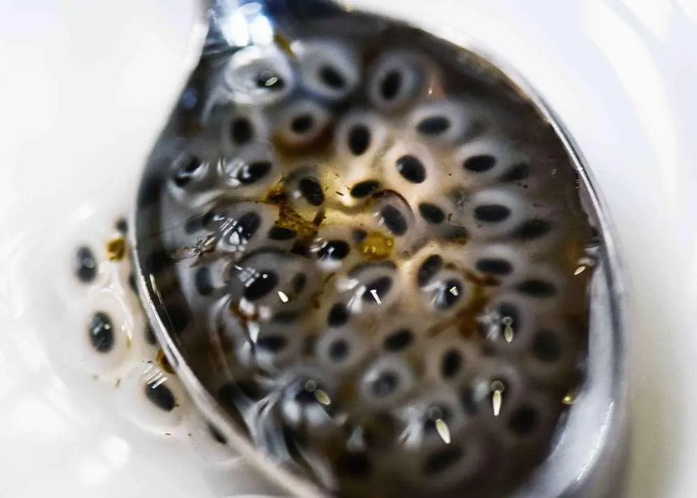 sabja seeds benefits 