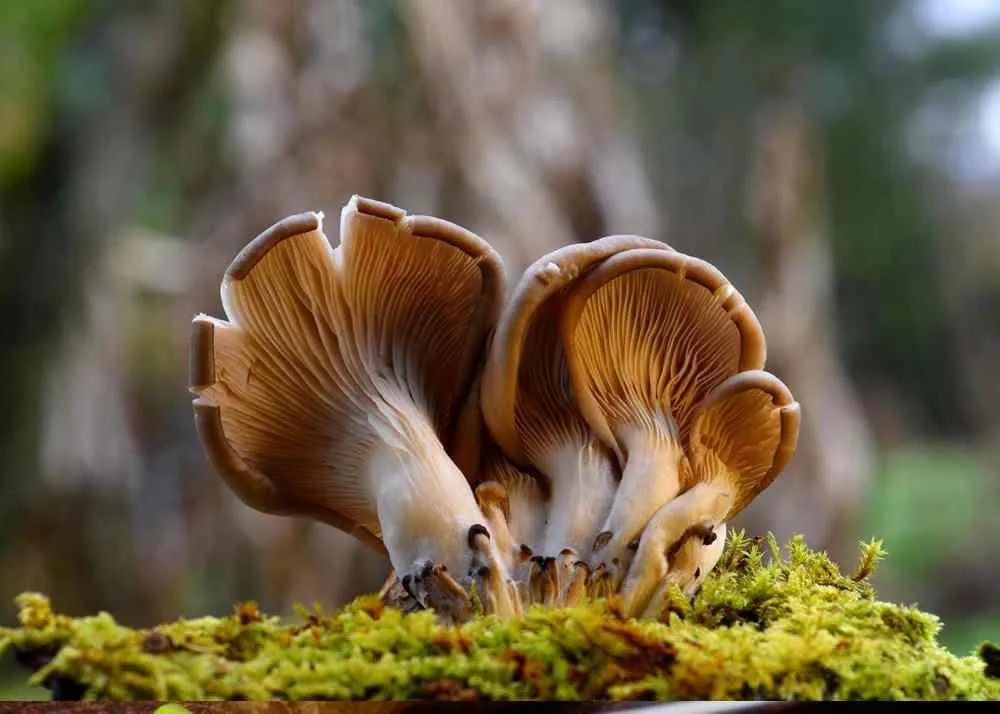 oyster mushrooms