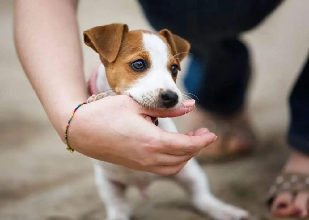 what to do after dog bite