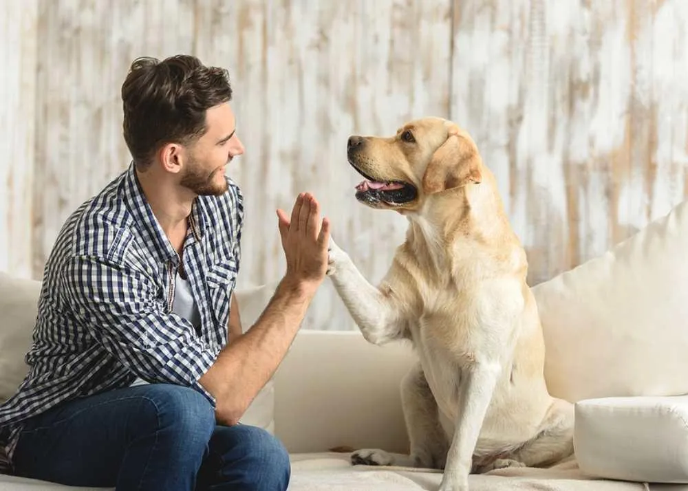 petsitting for travelers