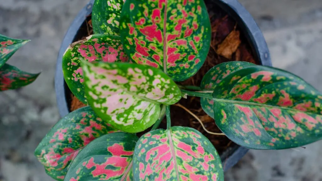 table plants chinese evergreen