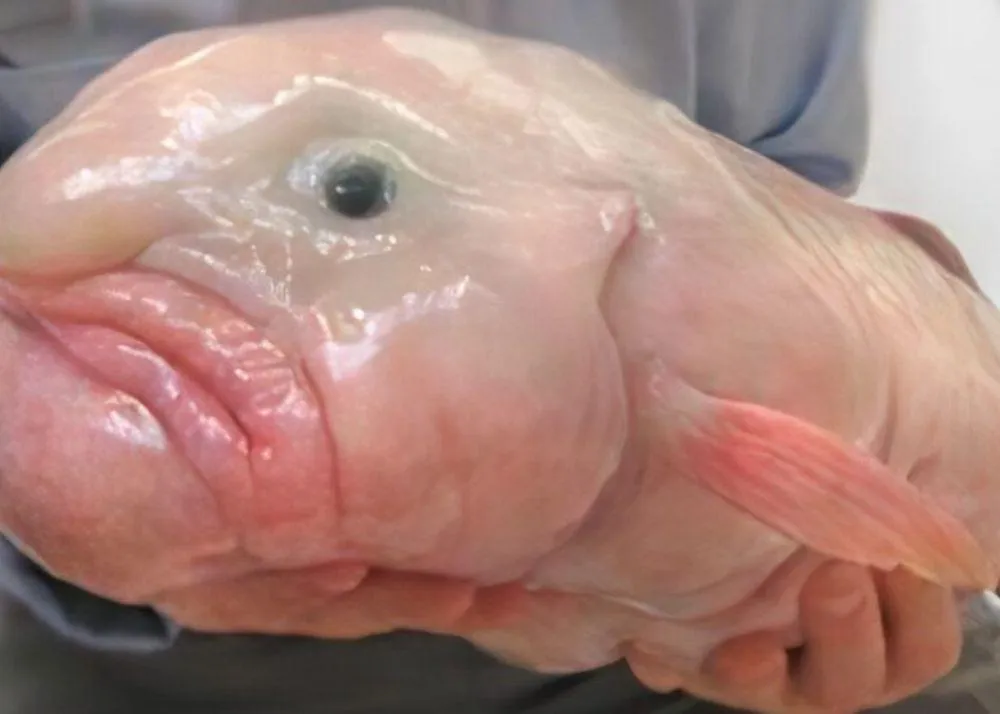 Top 10 Weirdest Animal in the World