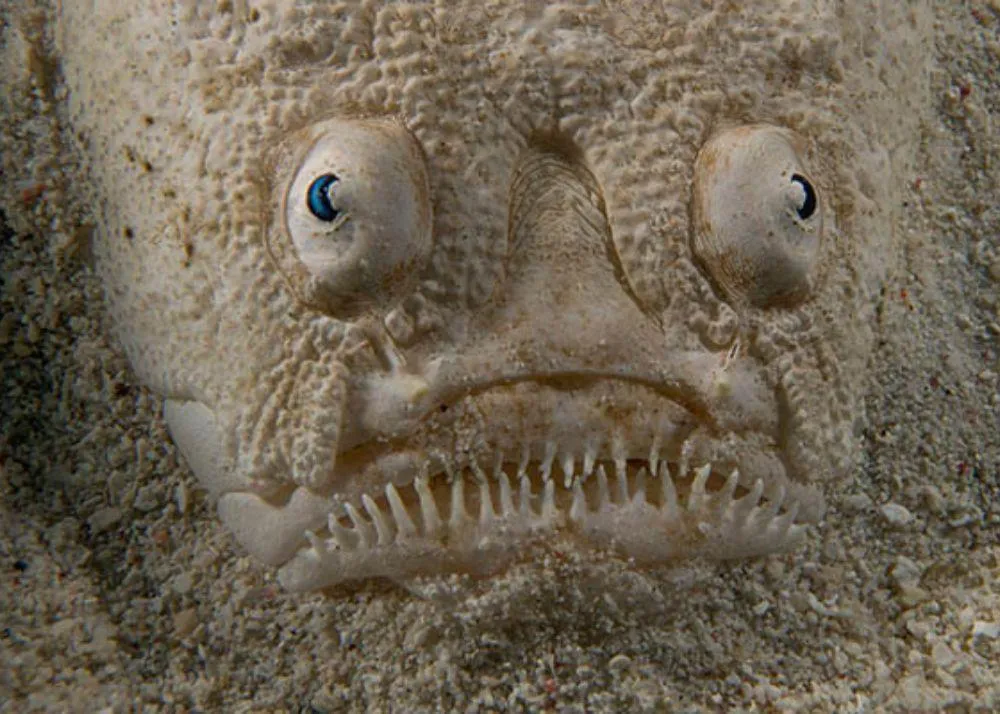 Top 10 Weirdest Animal in the World