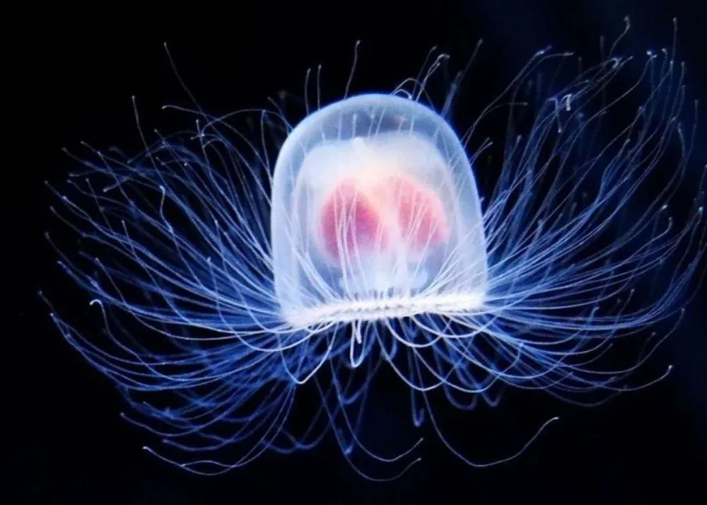 Top 10 Weirdest Animal in the World