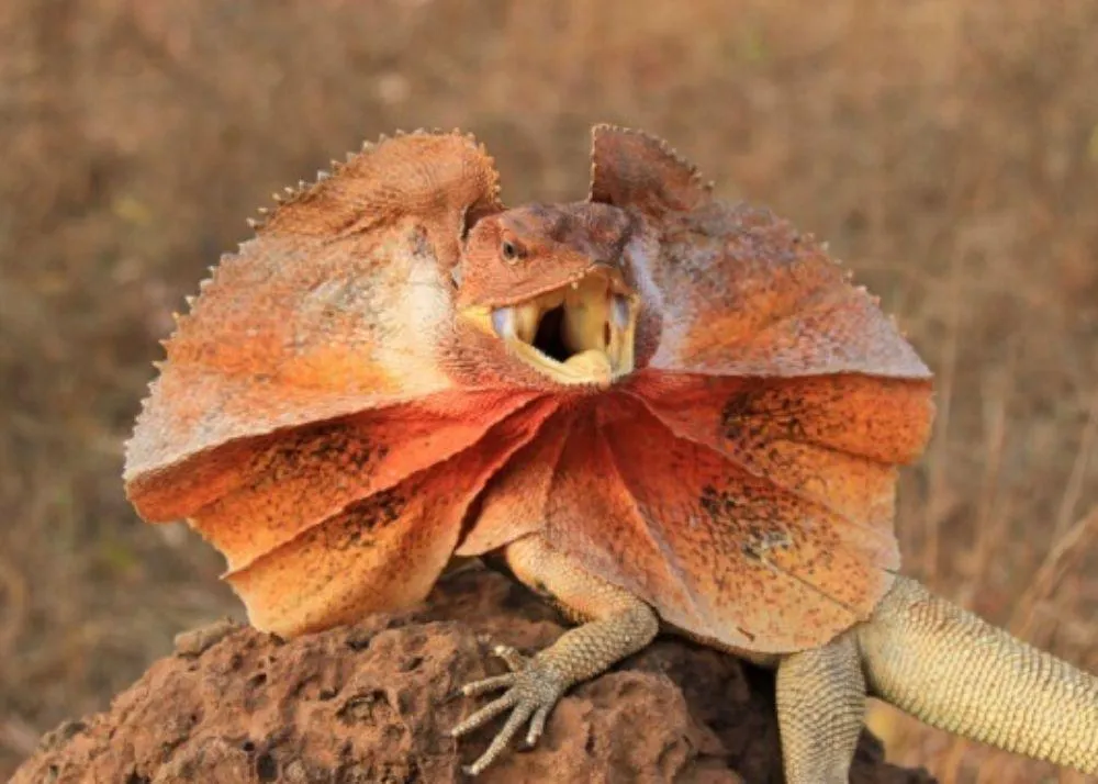 Top 10 Weirdest Animal in the World