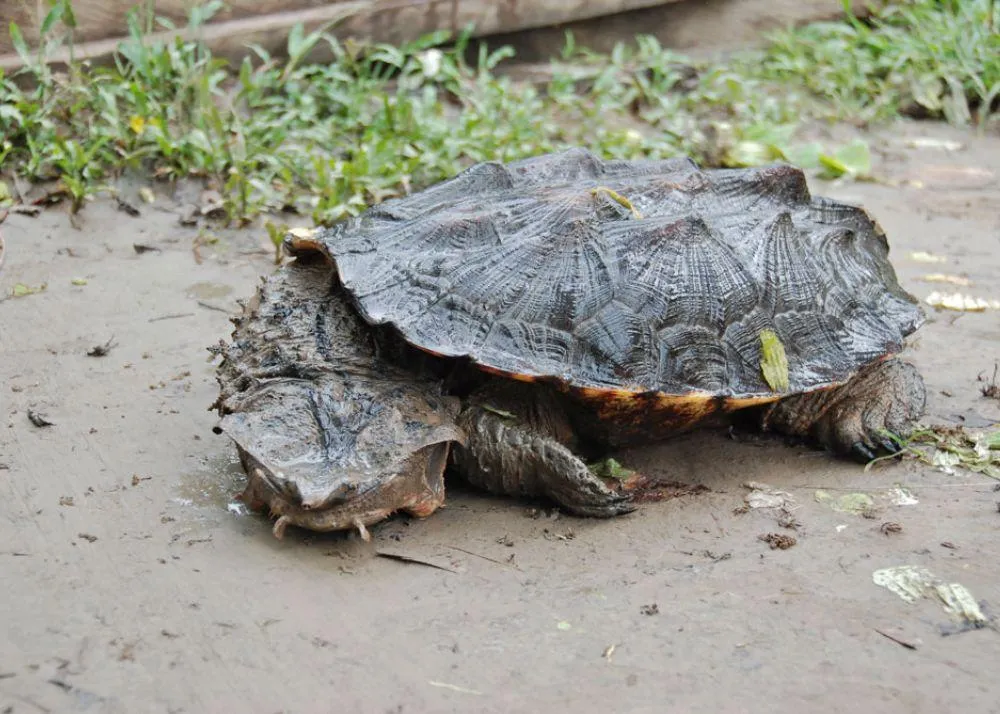 Top 10 Weirdest Animal in the World