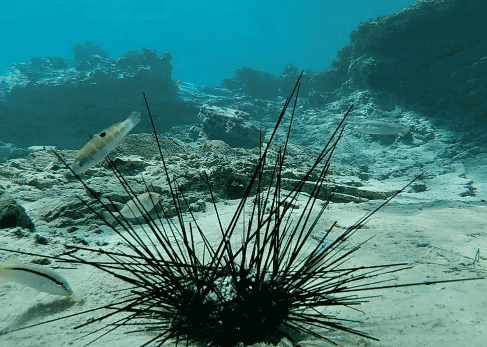Black Sea Urchins are dying in Mediterranean Sea 