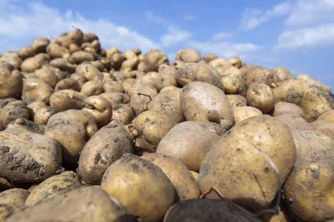 Potato Varieties forming 
