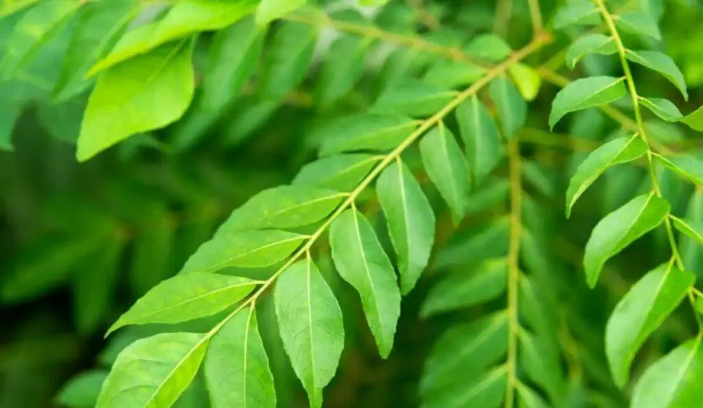 Neem leaves