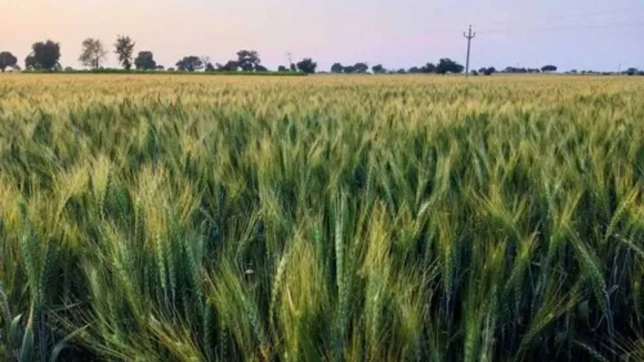 GW 322 Wheat Variety