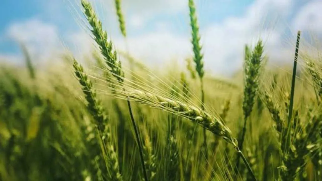 Pusa Tejas Wheat Variety