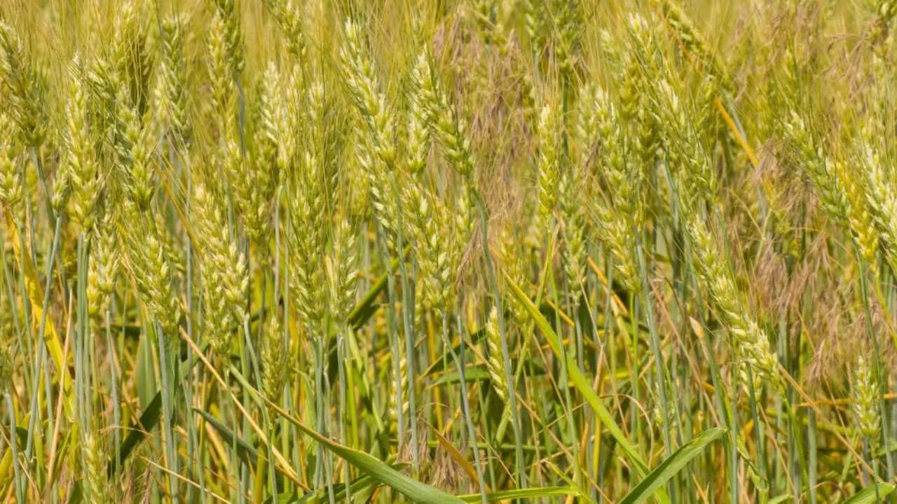 Shri Ram Fertilizers and Chemicals W-heat Variety