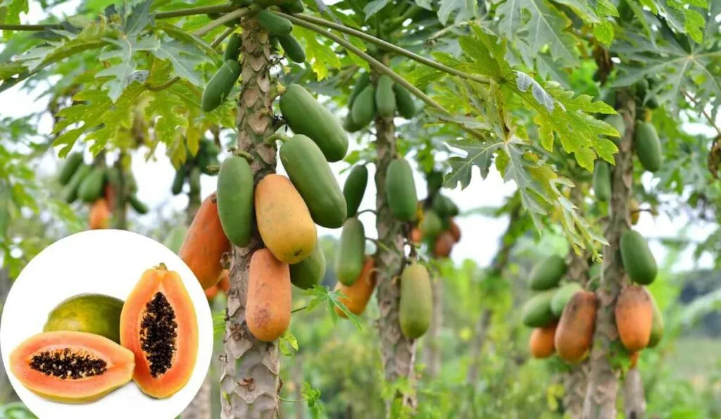 Papaya
