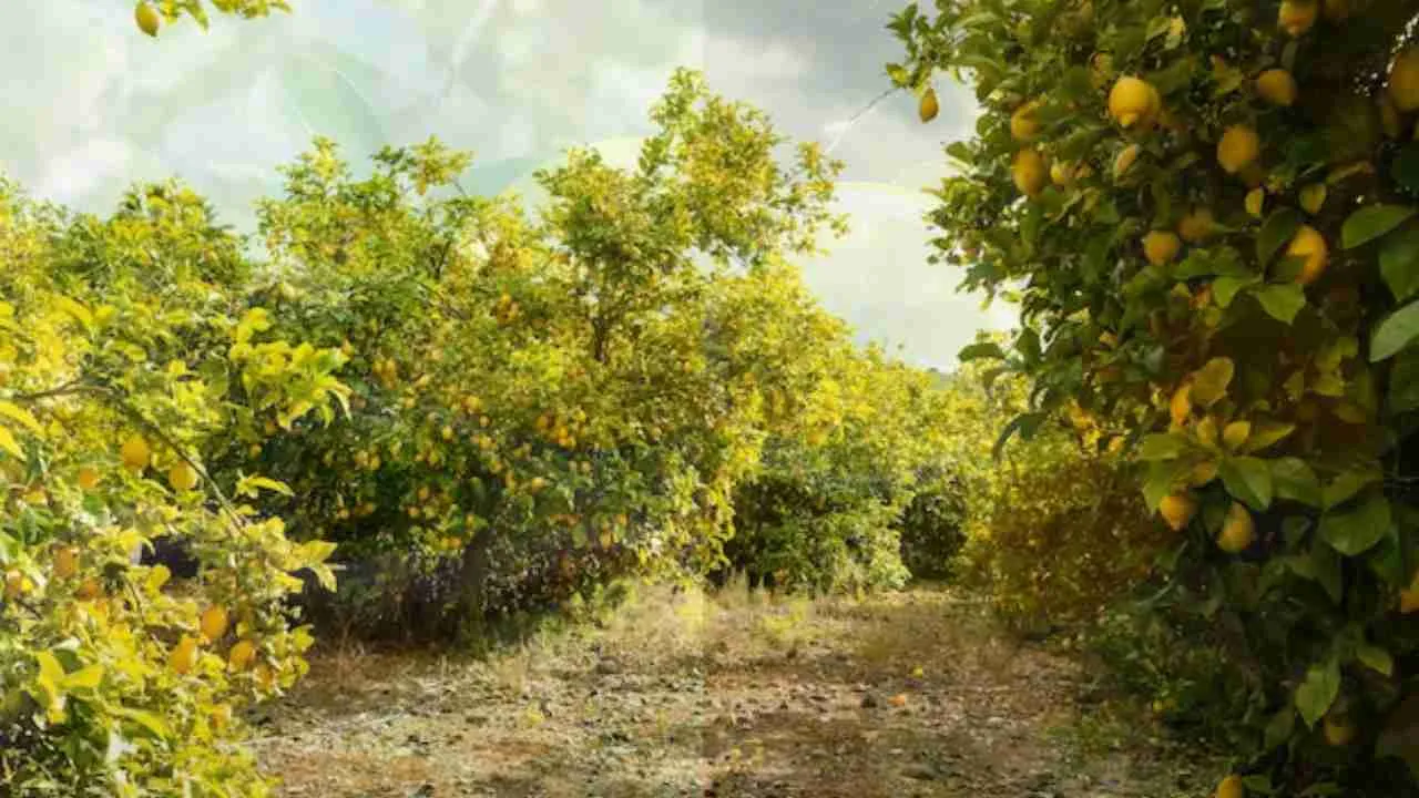 Lemon cultivation