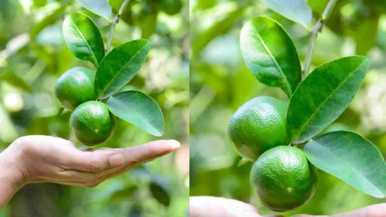 Lemon cultivation