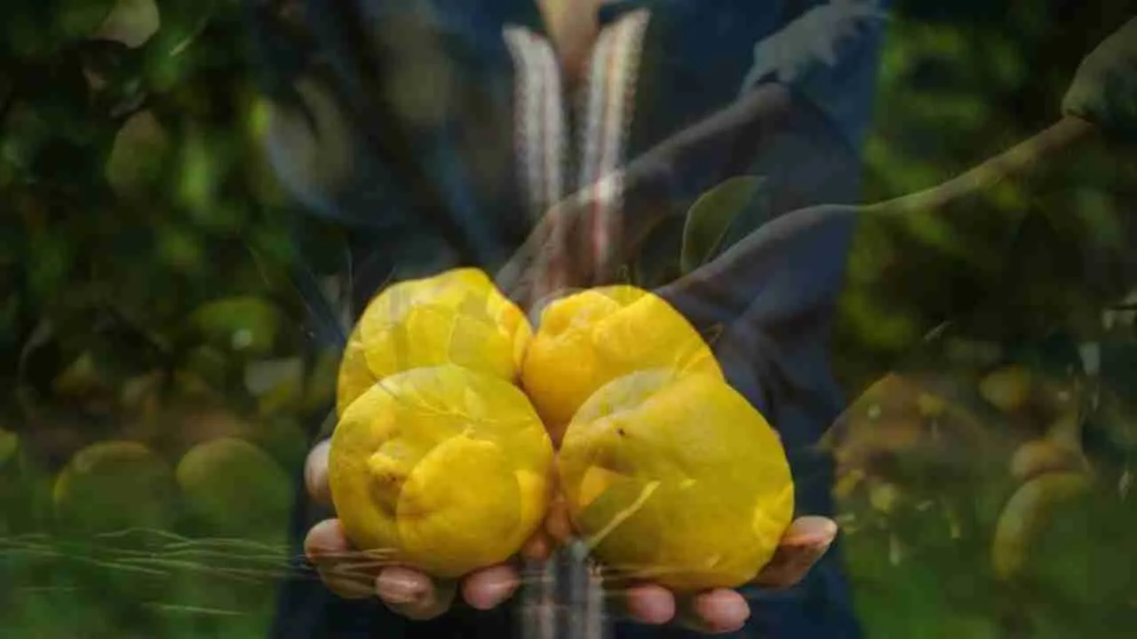Lemon cultivation