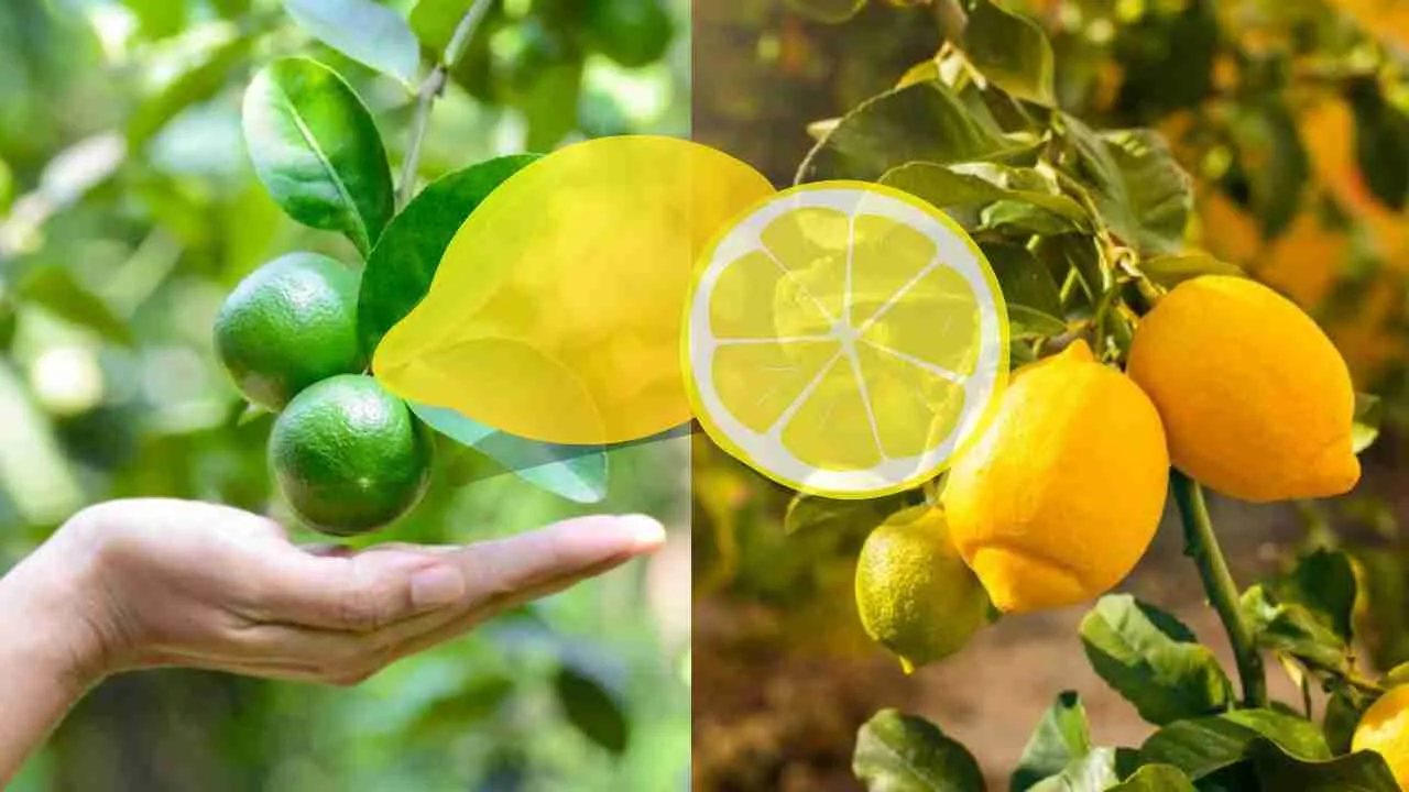 Lemon cultivation