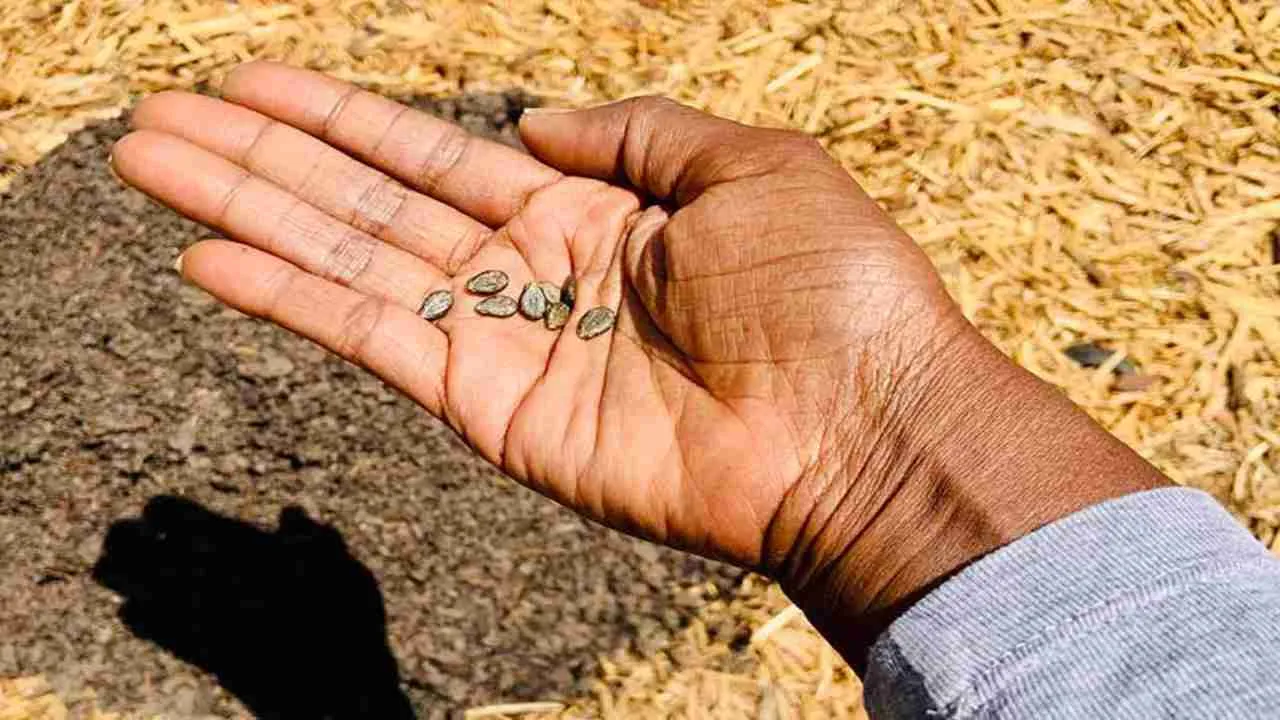Watermelon cultivation
