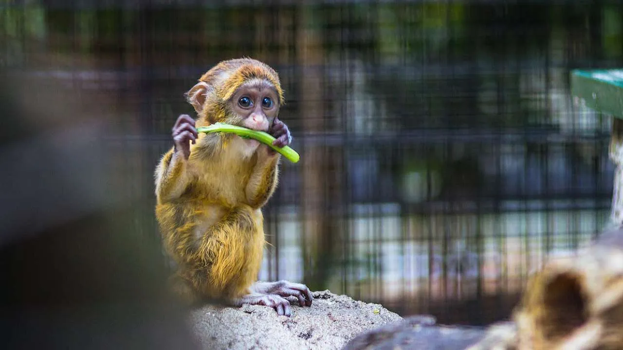 Wildlife Safaris In India