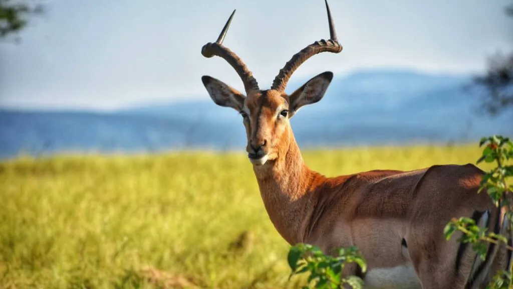 Dachigam National Park