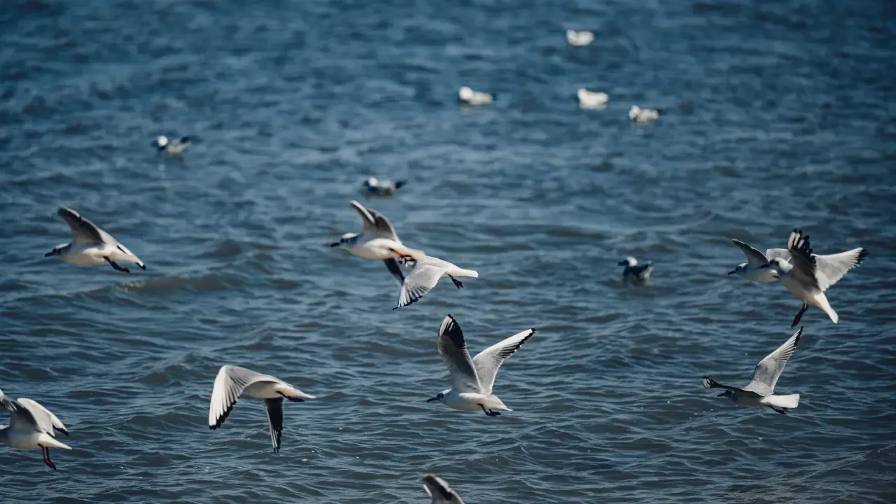 Pitti Bird Sanctuary: Spot Some Birds