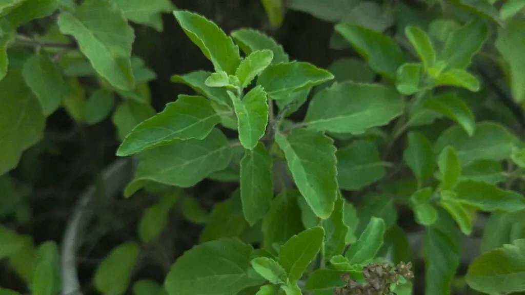 Tulsi Decoction