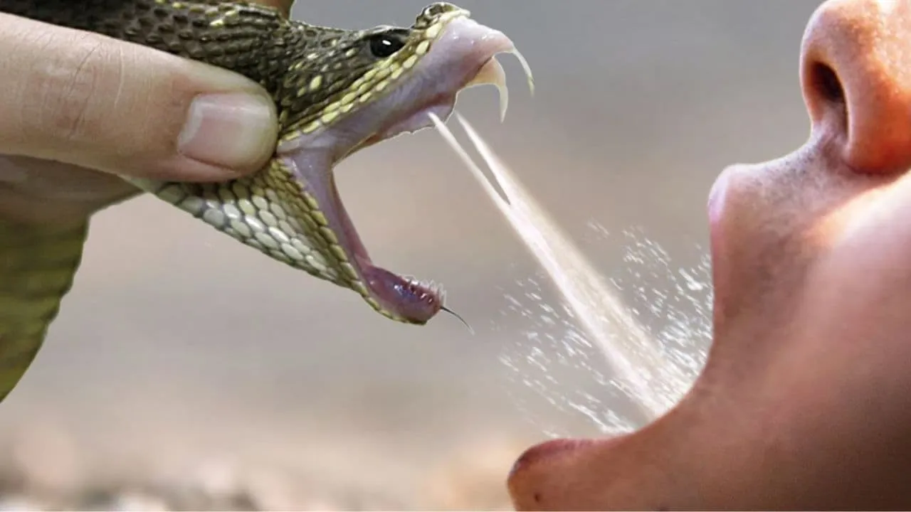 Elvish Yadav Snake Venom Case