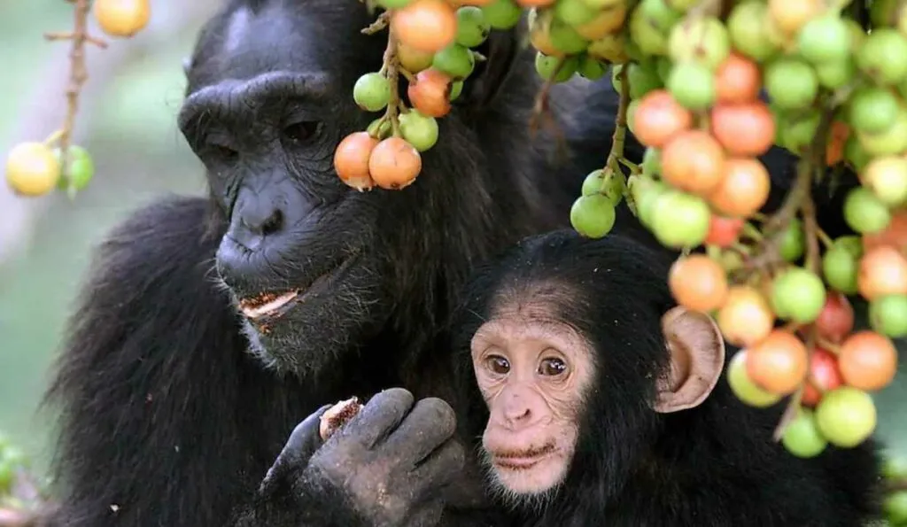 animal life in congo forest