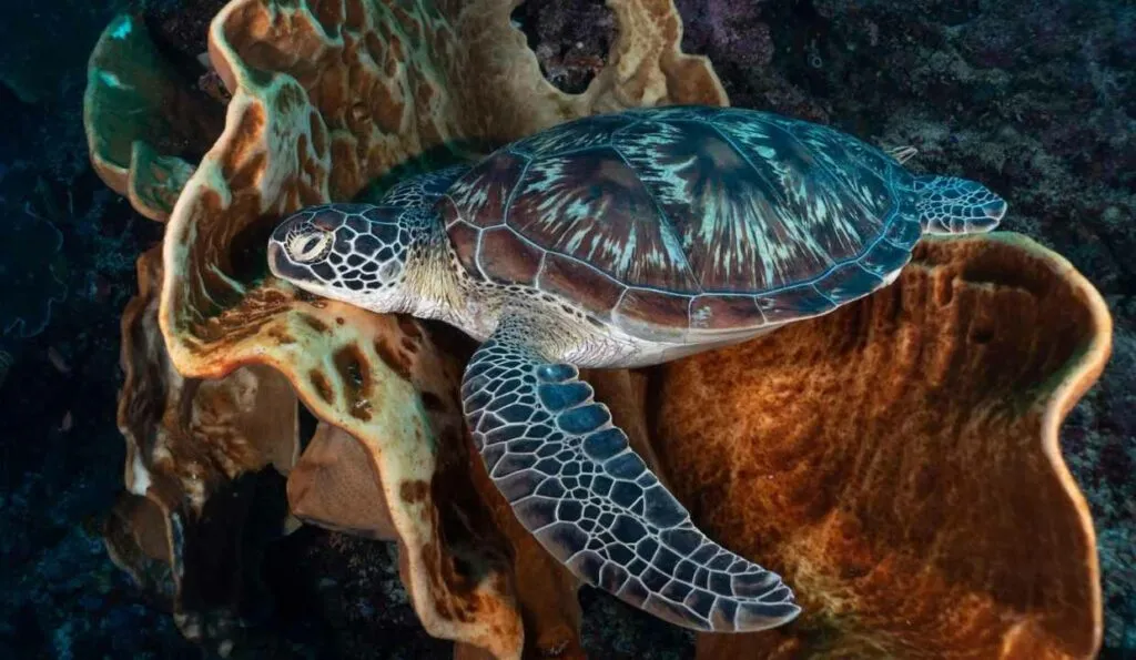 Bunaken Marine Park, North Sulawesi