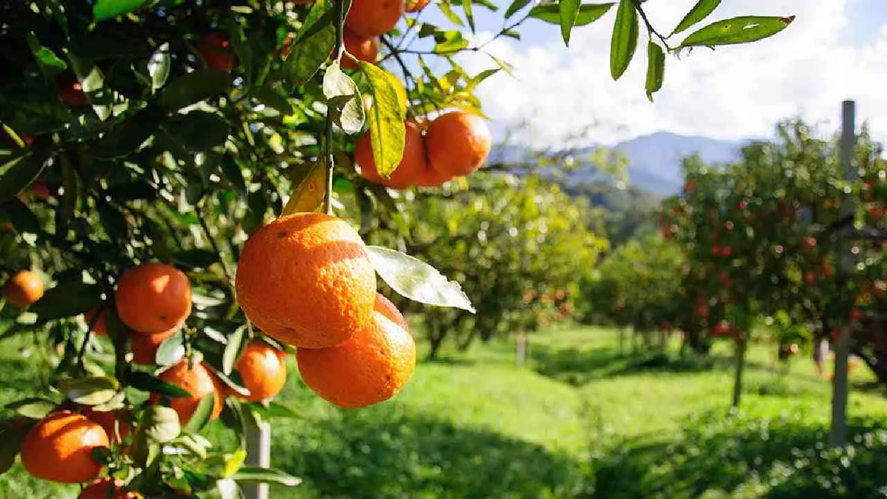 Orange: Vitamin C Powerhouse