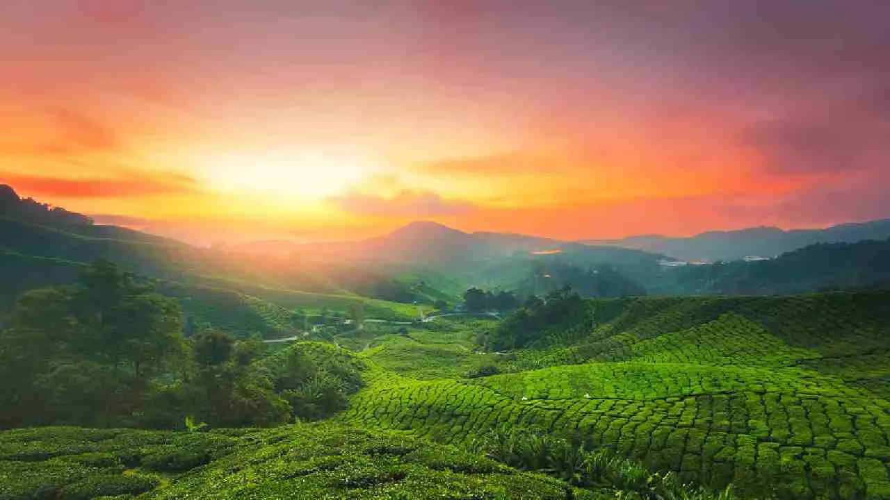 Barak Valley Tea Estate: A tea lover's paradise