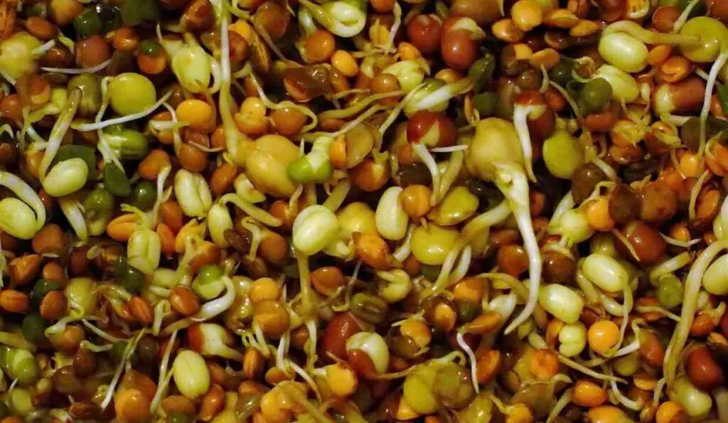 sprouted grains
