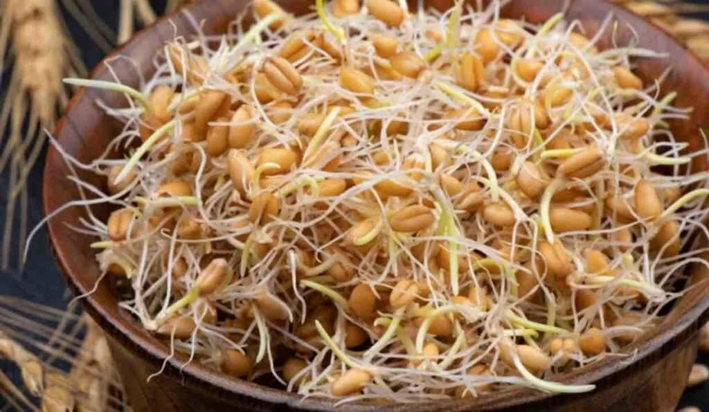 sprouted grains