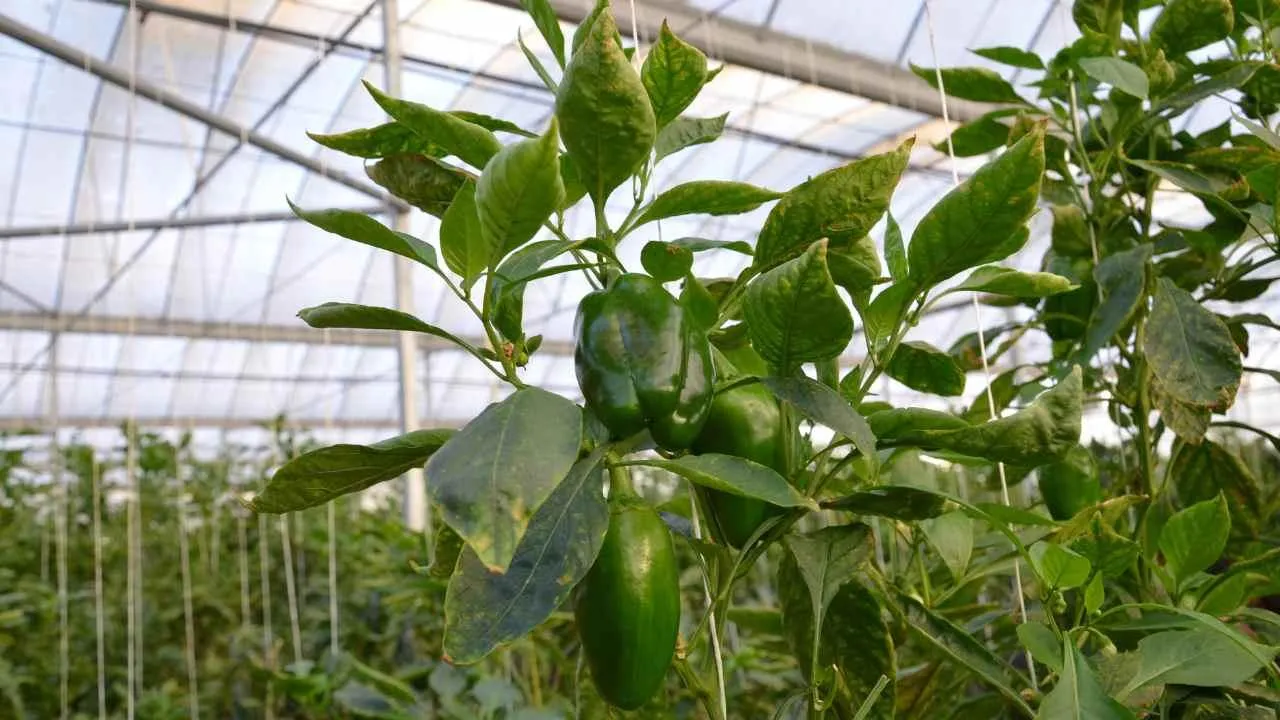 How to grow capsicum on the roof of the house