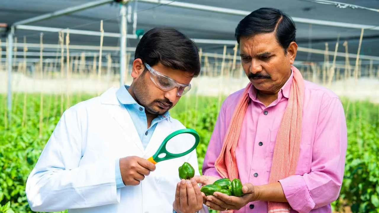 Grow Capsicum on Your Balcony with This Easy Guide