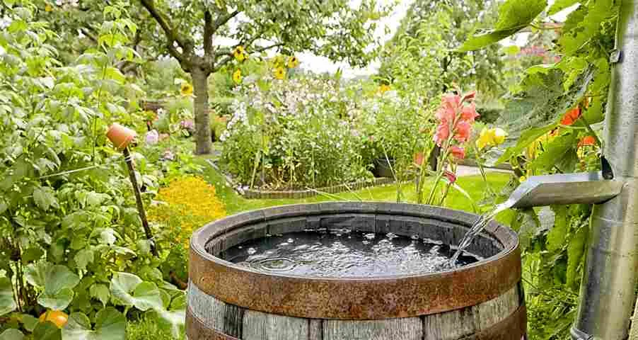 Rainwater Harvesting