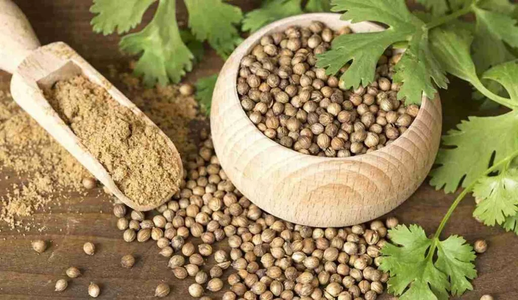 Coriander Seed