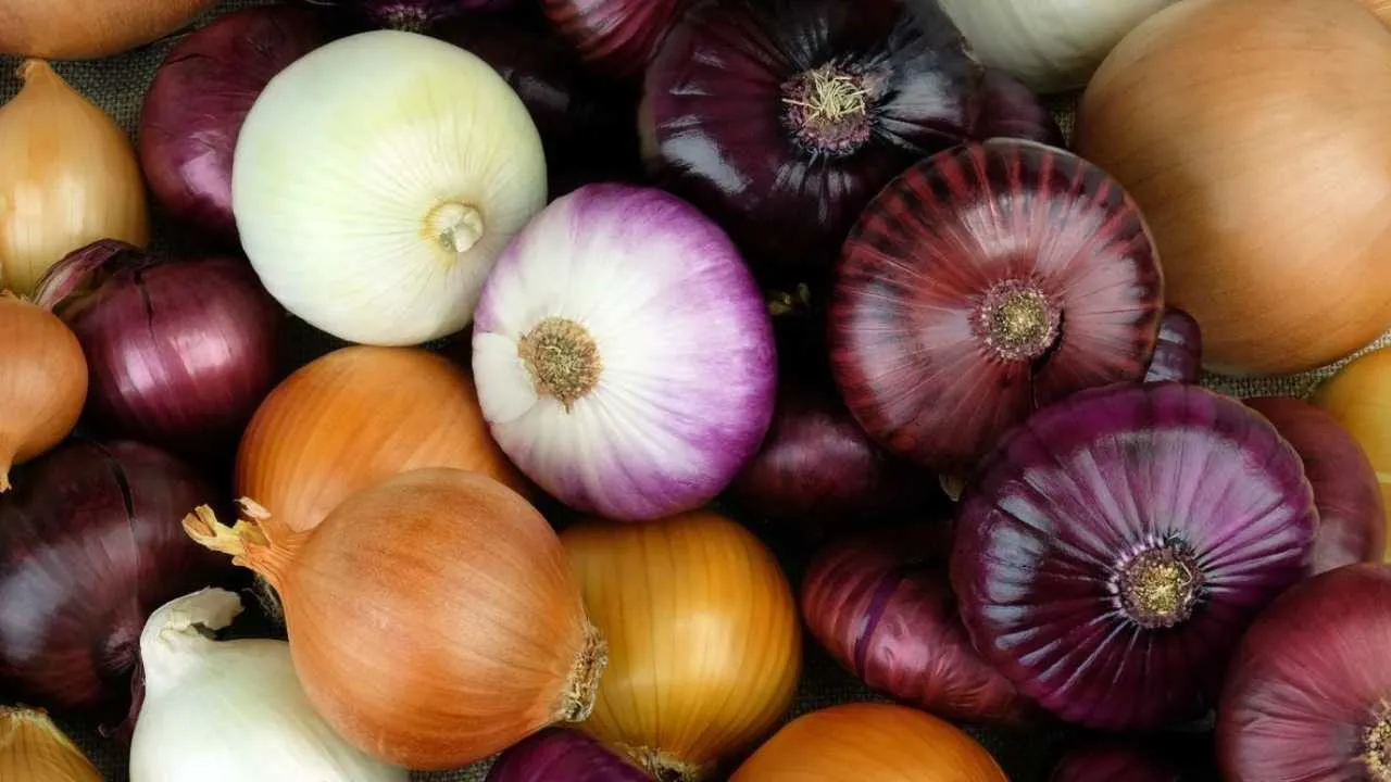 Why Onion Prices Have Hit ₹100