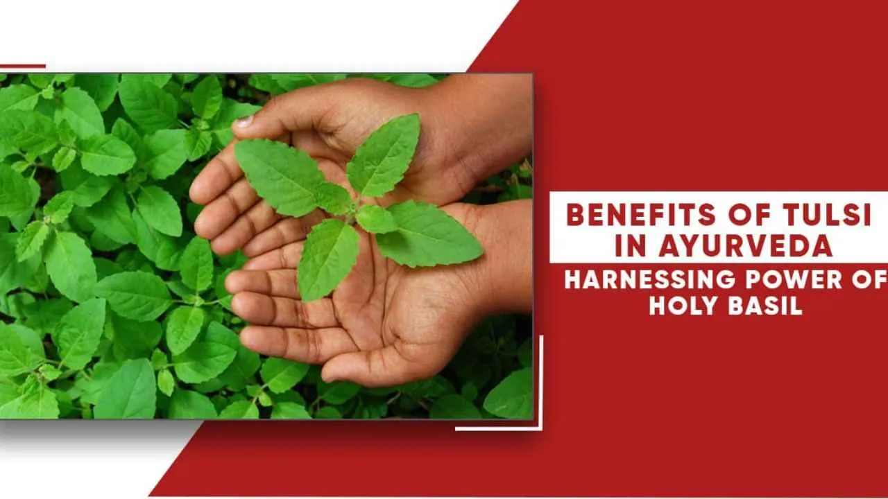  Benefits of Tulsi