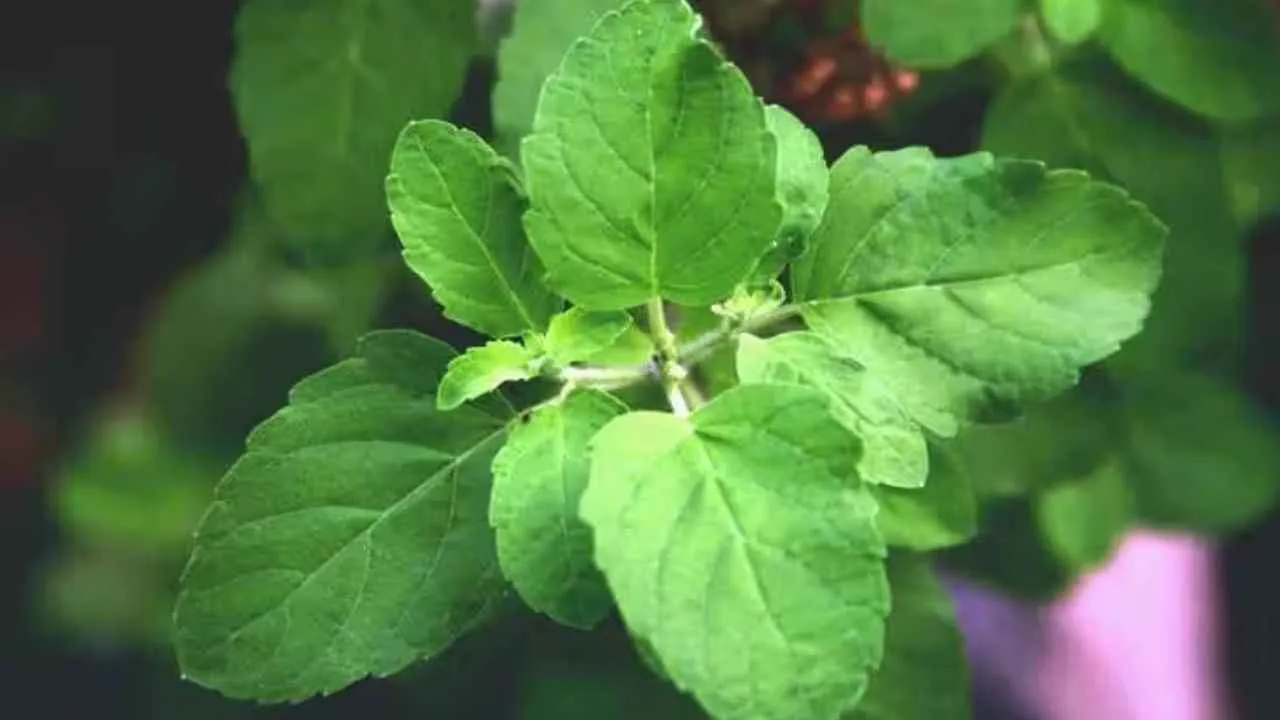  Benefits of Tulsi