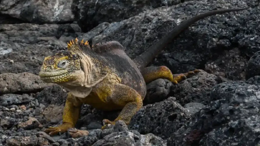 Galapagos Island Wildlife